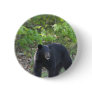 black bear pin