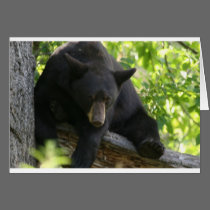 black bear cards