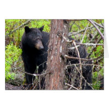 Black Bear Cards