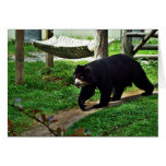 Black bear cards
