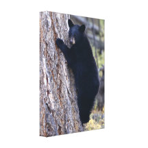 black bear cub canvas prints