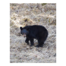 Black Bear Cub Customized Letterhead