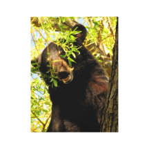 Black bear cub in tree stretched canvas prints