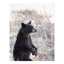 Black Bear Cub Letterhead