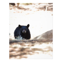 Black Bear Cub Letterhead Design