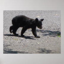 Black Bear Cub Posters