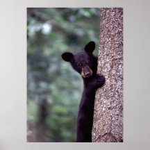 Black Bear Cub Posters