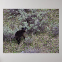 Black Bear Cub Print