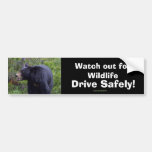 Black Bear Cub Wildlife Supporter Bumper Sticker