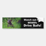 Black Bear Cub Wildlife Supporter Bumper Sticker