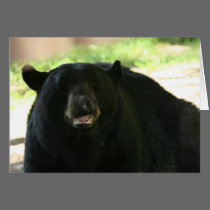 black bear cards