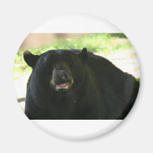 black bear magnet
