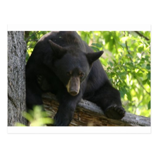 black bear post cards
