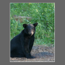 black bear postcards
