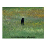 black bear postcard
