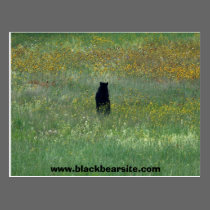 black bear postcard postcards
