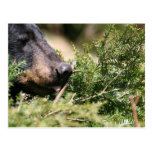 black bear postcard