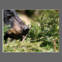 black bear postcard postcards