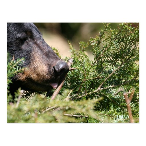 black bear postcard