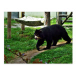 Black bear postcard