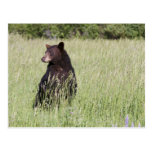 Black Bear Postcard