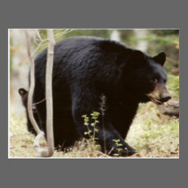 black bear postcards