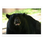 black bear postcards