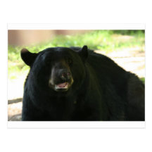 black bear postcards