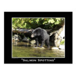 Black Bear Postcards