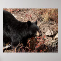 Black Bear Poster