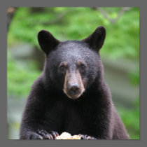 black bear posters