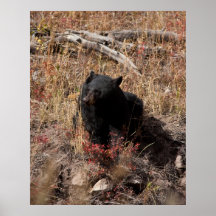 Black Bear Poster