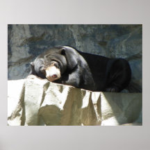 black bear resting poster