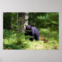 Black Bear 'Scenting"