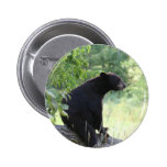black bear sitting in tree pinback button