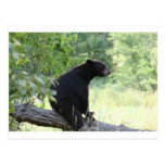 black bear sitting in tree postcard