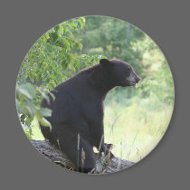 black bear sitting in tree magnets