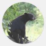 black bear sitting in tree round sticker