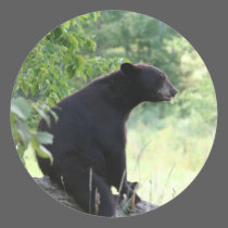 black bear sitting in tree stickers