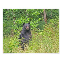 Black Bear Standing Up Photograph