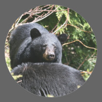 black bear stickers