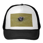 Black Bear Swimming Hats