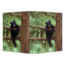 black bear, Ursus americanus, cub in a tree Binders