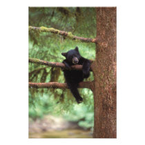 black bear, Ursus americanus, cub in a tree