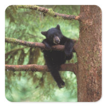 black bear, Ursus americanus, cub in a tree Stickers