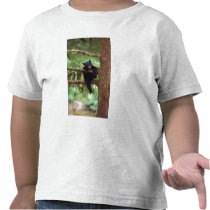 black bear, Ursus americanus, cub in a tree T Shirt
