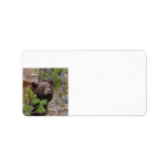 Black Bear with Blonde Colour Address Label