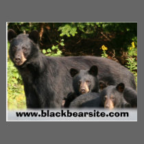 black bears postcards