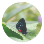 Black beauty - Atala butterfly - stickers
