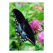 Black Beauty Butterfly Greeting Card